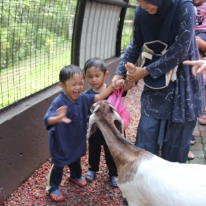 children delighted w goat